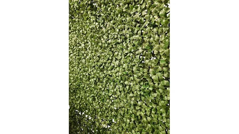 Boxwood Backdrop Large — available to rent from Something Blue