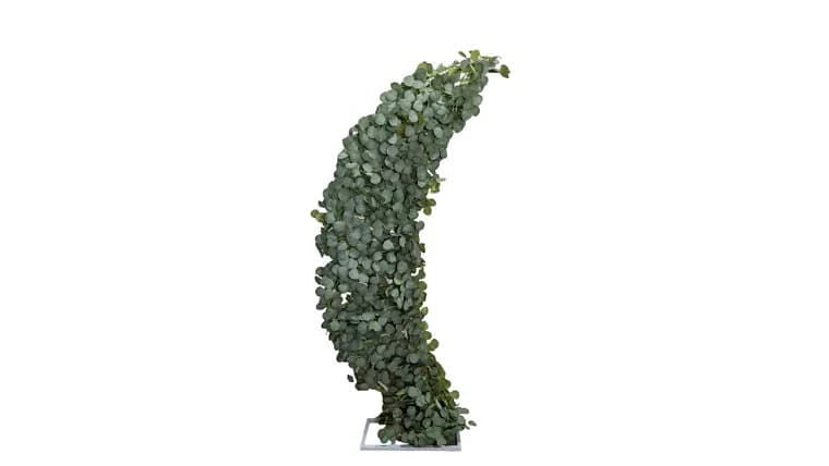 Eucalyptus curved arch — available to rent from Something Blue