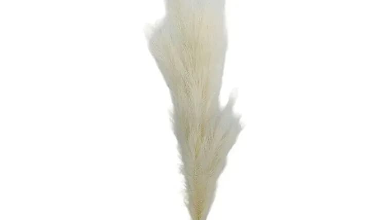 Floral, Pampas Grass, Natural, 44" — available to rent from Something Blue