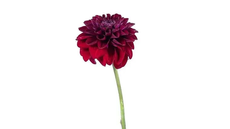 Maroon Floral Stem — available to rent from Something Blue